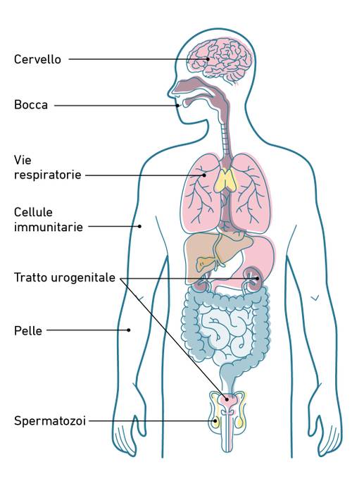 Diagramma del corpo umano con parti annotate: cervello, bocca, vie respiratorie, cellule immunitarie, apparato urogenitale, pelle e spermatozoi.