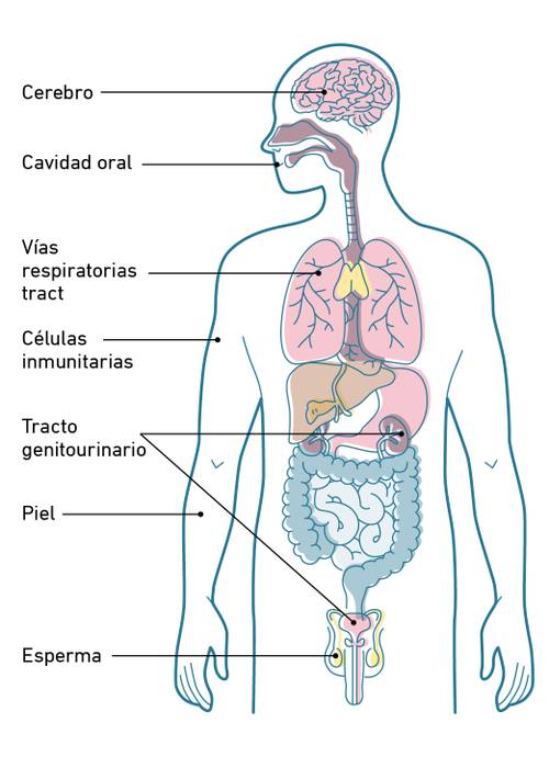 Diagrama del cuerpo humano con partes etiquetadas: cerebro, boca, vías respiratorias, células inmunitarias, tracto urogenital, piel y espermatozoides.