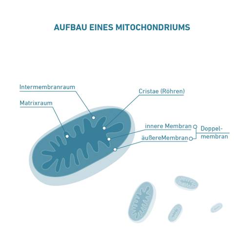 Diagramm eines Mitochondriums mit Darstellung der Matrix, des Intermembranraums, der Cristae sowie der inneren und äußeren Membran.