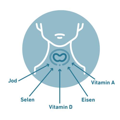 Diagramm einer Schilddrüse mit Pfeilen zu den Nährstoffen: Vitamin A, Vitamin D, Jod, Selen und Eisen.