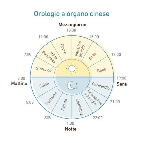 Orologio cinese circolare con organi assegnati a orari specifici: cuore alle 11:00, fegato all'1:00 e altri intorno al quadrante.