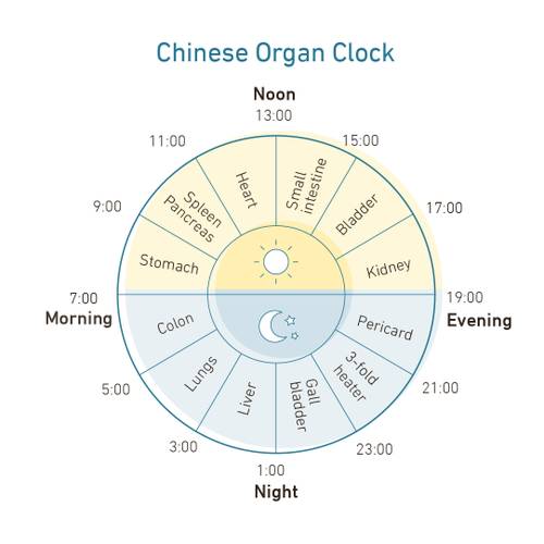 Circular Chinese Organ Clock with organs assigned to specific times; heart at 11:00 AM, liver at 1:00 AM, and others around the clock face.