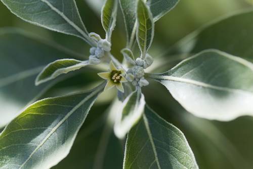 Prim-plan cu o plantă verde cu frunze alungite și o mică floare galbenă în formă de stea în centru, înconjurată de verdeață estompată.