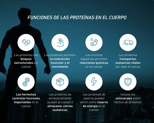 Silueta de una persona con iconos que explican las funciones de las proteínas en el cuerpo, sobre un fondo urbano. Texto: Las proteínas son bloques estructurales, permiten la contracción muscular y el movimiento, provocan reacciones químicas, transportan sustancias vitales, regulan funciones clave, ayudan en el almacenamiento, sirven como reserva energética – incluso los anticuerpos están formados por proteínas.