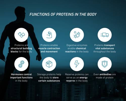 Silhouette of a person with icons illustrating protein functions in the body, set against a cityscape. Text: Proteins are structural building blocks, enable muscle contraction and movement, trigger chemical reactions, transport vital substances, regulate key bodily functions, assist in storage, serve as an energy reserve — even antibodies are made of protein.