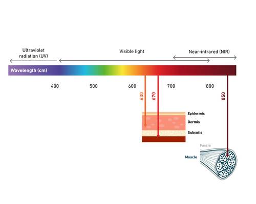 Diagram showing light wavelengths from ultraviolet to near-infrared, with penetration depth into skin layers and muscle indicated.