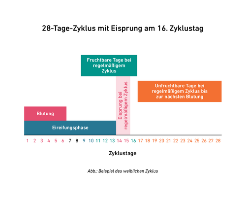 Diagramm eines 28-tägigen Menstruationszyklus mit Eisprung am Tag 16. Enthält die Phasen: Menstruation, Follikelphase, Ovulation und Lutealphase.