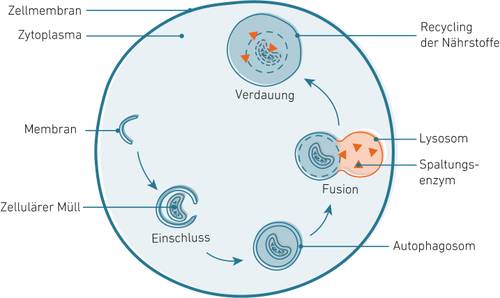 Diagramm einer Zelle, das Prozesse wie Verdauung, Verschmelzung und Recycling von Nährstoffen zeigt – mit beschrifteten Bestandteilen wie Lysosom und Zellmembran.