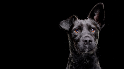 Nahaufnahme eines schwarzen Hundes mit einem aufgerichteten Ohr, der aufmerksam vor einem schwarzen Hintergrund blickt.