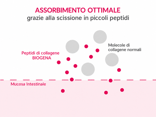 Grafico sull'assorbimento ottimale del collagene: i peptidi di collagene attraversano la mucosa intestinale, al contrario delle molecole normali.