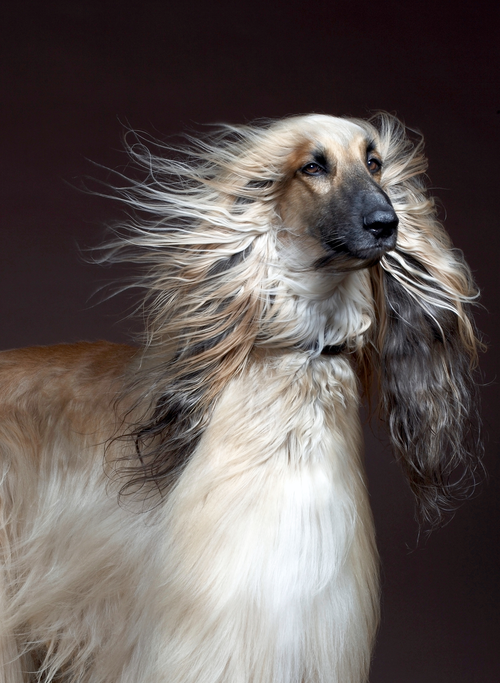 Afghanischer Windhund mit langem, fließendem Fell vor dunklem Hintergrund. Der Wind zerzaust sein elegantes Fell und betont sein schlankes und anmutiges Erscheinungsbild.