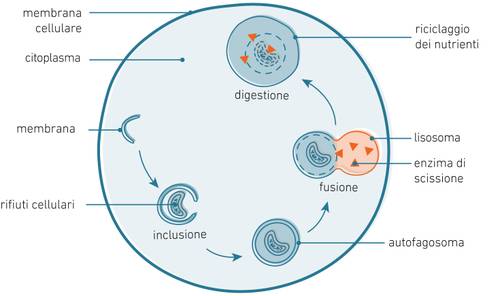 Diagramma di una cellula che mostra processi come la digestione, la fusione e il riciclo dei nutrienti, con parti etichettate come lisosoma e membrana cellulare.