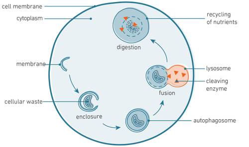 Diagram of a cell showing processes like digestion, fusion, and recycling of nutrients, with labeled parts such as lysosome and cell membrane.