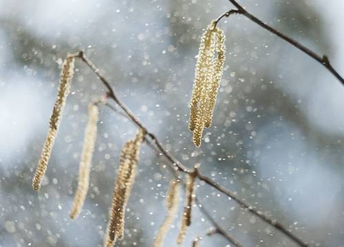 Close-up of catkins on a branch releasing pollen, with a blurred background of light and soft colors, creating a serene, natural scene.