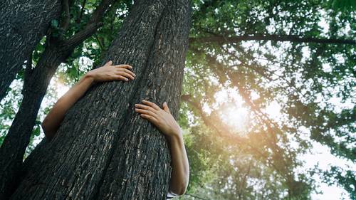 Eine Person umarmt einen Baum mit beiden Armen um den Stamm, umgeben von üppigem Grün und durch die Blätter fallendem Sonnenlicht.