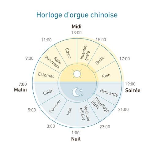 Horloge chinoise circulaire avec les organes attribués à des heures spécifiques : le cœur à 11 h, le foie à 1 h, et les autres autour du cadran.