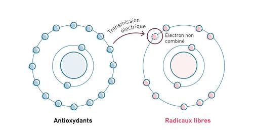 Schéma montrant un antioxydant donnant un électron à un radical libre, illustrant le transfert électronique et la stabilisation de l'électron non apparié.