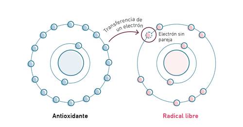 Diagrama que muestra a un antioxidante donando un electrón a un radical libre. El antioxidante tiene electrones emparejados; el radical libre tiene un electrón desapareado.