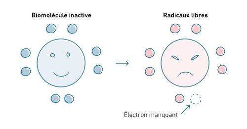 Diagramme illustrant une biomolécule joyeuse qui perd un électron et devient un radical libre en colère.
