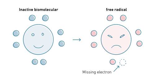 Diagram showing a happy inactive biomolecular with full electrons and an angry free radical missing an electron.