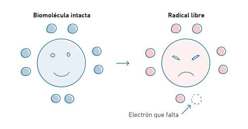 Diagrama que muestra una biomolécula intacta y feliz y un radical libre enfadado al que le falta un electrón, lo que ilustra la pérdida de electrones. Diagrama que muestra una biomolécula feliz que pierde un electrón y se convierte en un radical libre infeliz.