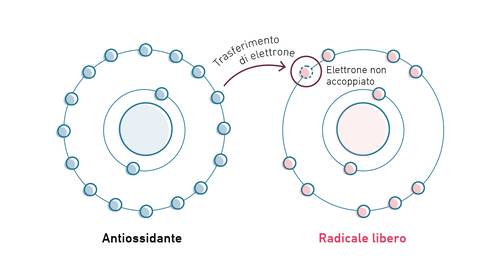 Diagramma che mostra un antiossidante che dona un elettrone a un radicale libero, illustrando il trasferimento elettronico e la stabilizzazione dell'elettrone spaiato.