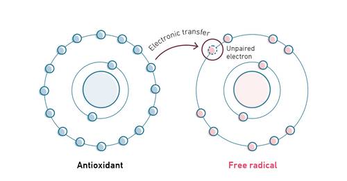 Diagram showing an antioxidant donating an electron to a free radical. The antioxidant has paired electrons; the free radical has an unpaired electron.