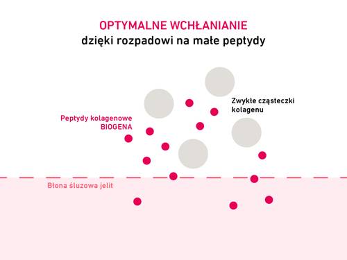 Schemat wchłaniania peptydów. Duże cząsteczki kolagenu i mniejsze peptydy kolagenowe Biogena nad błoną śluzową jelita.
