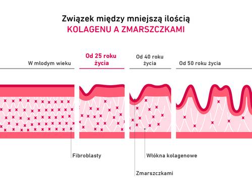 Diagram przedstawiający zależność między kolagenem a zmarszczkami w zależności od wieku – z wyróżnieniem fibroblastów i włókien kolagenowych w warstwach skóry.
