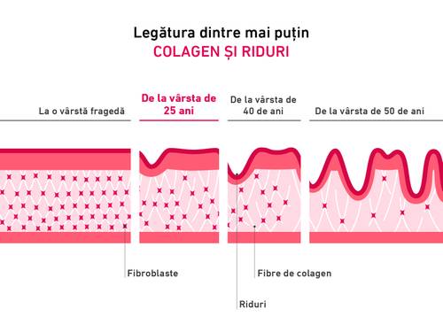 Diagramă care arată relația dintre colagen și riduri în funcție de vârstă, evidențiind fibroblastele și fibrele de colagen din straturile pielii.