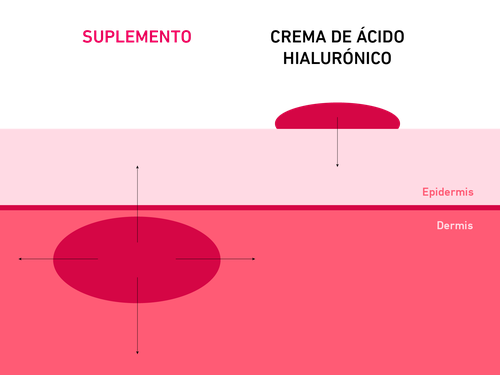 Diagrama que muestra los efectos de un suplemento y de una crema con ácido hialurónico en las capas de la piel, etiquetadas como “epidermis” y “dermis”.