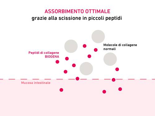 Diagramma dell'assorbimento dei peptidi. Grandi molecole di collagene e peptidi di collagene biogenico più piccoli sopra la mucosa intestinale.