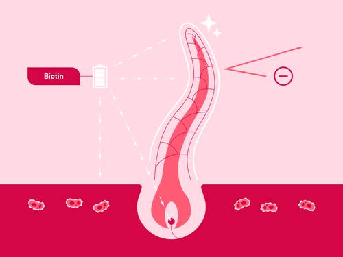 Illustration eines Haarfollikels mit Biotin-Markierung, die den Haarwachstumsprozess zeigt. Die Pfeile geben die Richtung an, mit einem rosa Hintergrund und kleinen Zellen.