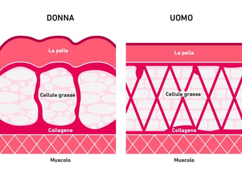 Diagramma che confronta gli strati della pelle femminile e maschile, evidenziando le differenze nella struttura delle cellule adipose e del collagene sotto la pelle e sopra il muscolo.