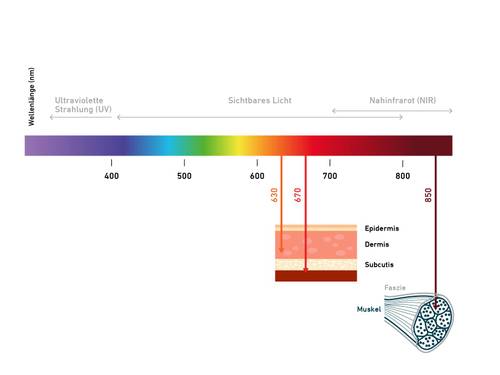 Diagramm, das das Lichtspektrum von UV bis NIR mit Hautschichten und Muskeln zeigt und Wellenlängen bei 670 nm und 850 nm hervorhebt.