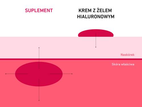 Diagram przedstawiający wpływ suplementu i kremu z kwasem hialuronowym na warstwy skóry – oznaczone jako „naskórek” i „skóra właściwa”.