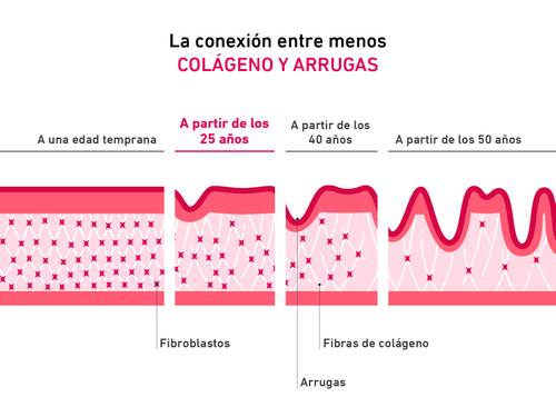 Diagrama que muestra la relación entre el colágeno y las arrugas según la edad, destacando los fibroblastos y las fibras de colágeno en las capas de la piel.