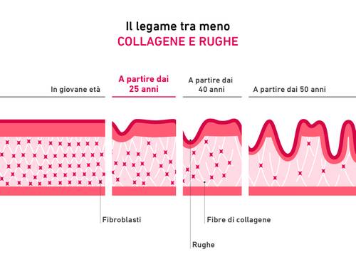 Diagramma che mostra la relazione tra collagene e rughe in base all’età, con un focus su fibroblasti e fibre di collagene negli strati cutanei.