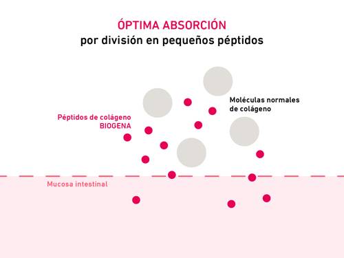 Diagrama de la absorción de péptidos. Moléculas grandes de colágeno y péptidos de colágeno biogénico más pequeños sobre la mucosa intestinal.