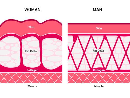 Diagram comparing female and male skin layers, showing differences in fat cell and collagen structure beneath the skin and above the muscle.