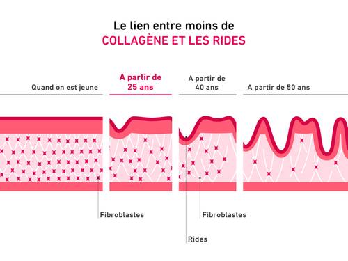 Diagramme illustrant la relation entre le collagène et les rides en fonction de l’âge, avec un accent sur les fibroblastes et les fibres de collagène dans les couches de la peau.