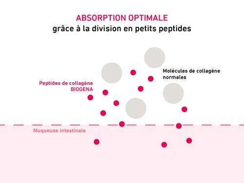 Diagramme illustrant l'absorption des peptides. Grandes molécules de collagène et peptides de collagène biogéniques plus petits au-dessus de la muqueuse intestinale.
