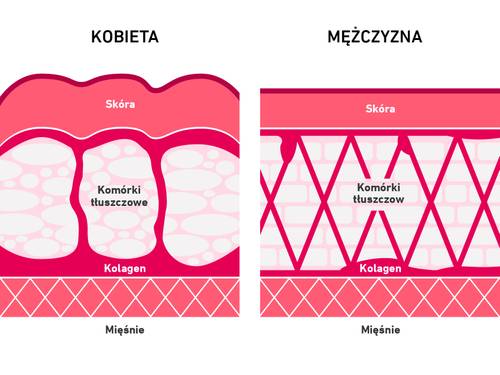 Diagram porównujący warstwy skóry kobiet i mężczyzn, pokazujący różnice w strukturze komórek tłuszczowych i kolagenu pod skórą i nad mięśniami.