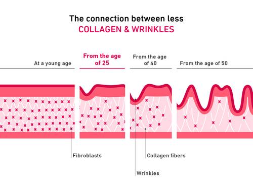 Diagram showing the relationship between collagen and wrinkles by age, highlighting fibroblasts and collagen fibers in the skin layers.