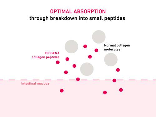 Diagram showing peptide absorption. Large collagen molecules and smaller biogenic collagen peptides above the intestinal mucosa.