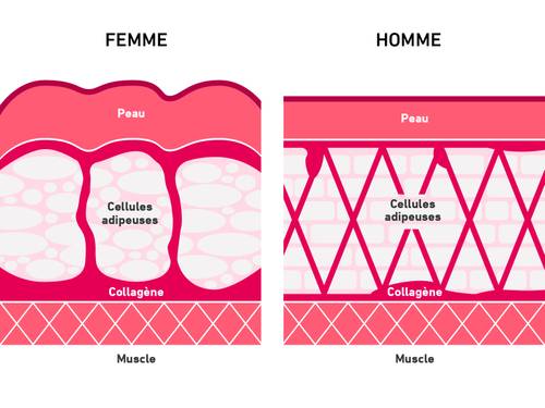 Diagramme comparant les couches de peau féminine et masculine, montrant les différences dans la structure des cellules graisseuses et du collagène sous la peau et au-dessus du muscle.