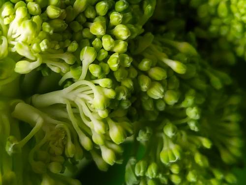 Prim-plan de buchețele proaspete de brocoli, evidențiind muguri și tulpini verzi îndeaproape aranjate, cu un aspect vibrant și sănătos.