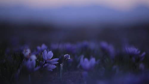 Lila Blumen auf einem schwach beleuchteten Feld, verschwommener Hintergrund mit sanften Dämmerungsfarben.