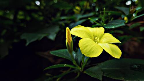 Gelbe Blume mit fünf Blütenblättern und einer geschlossenen Knospe, umgeben von dunkelgrünen Blättern, vor einem verschwommenen Hintergrund.