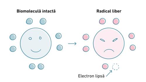Diagramă care arată o biomoleculă fericită în stânga și un radical liber furios în dreapta, căruia îi lipsește un electron. Etichete în limba română.